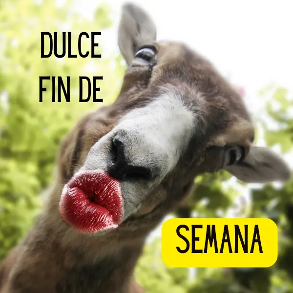 Frases de fin de semana