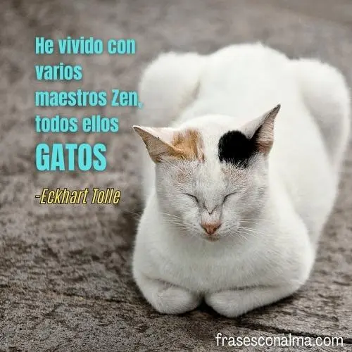 FRASES divertidas de gatos