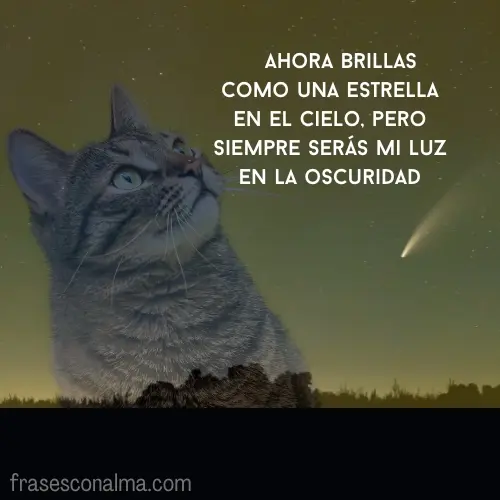epitafio para gatos