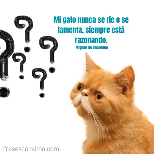 frases de felinos