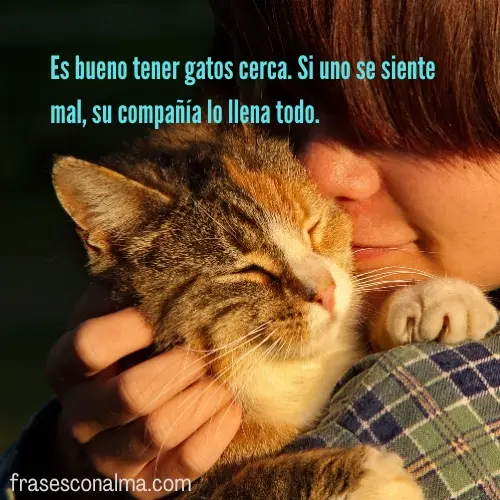 frases de gatos para instagram