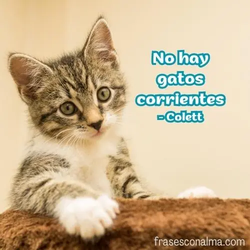 frases gatos escritores