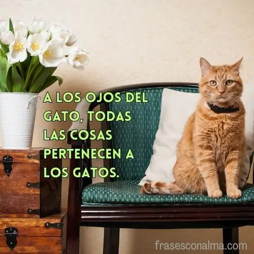 frases gatos graciosas
