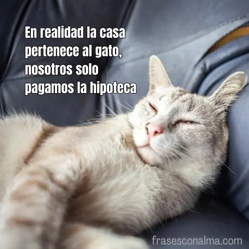 frases gatos