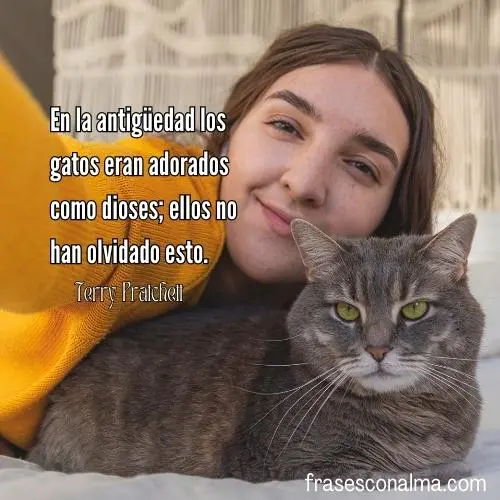 frases para gatos