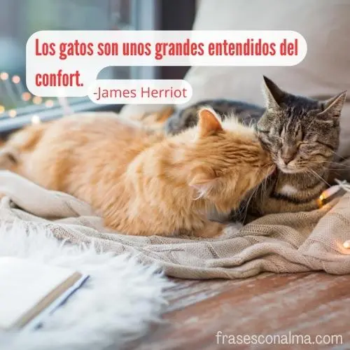 frases para mi gato