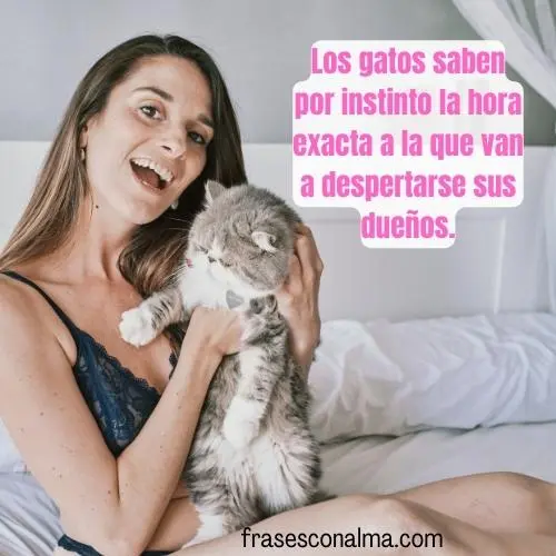 gatos fon frases bonitas