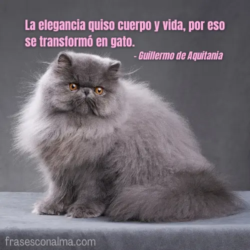 mensajes con gatos