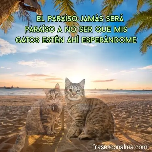 palabras para gatos